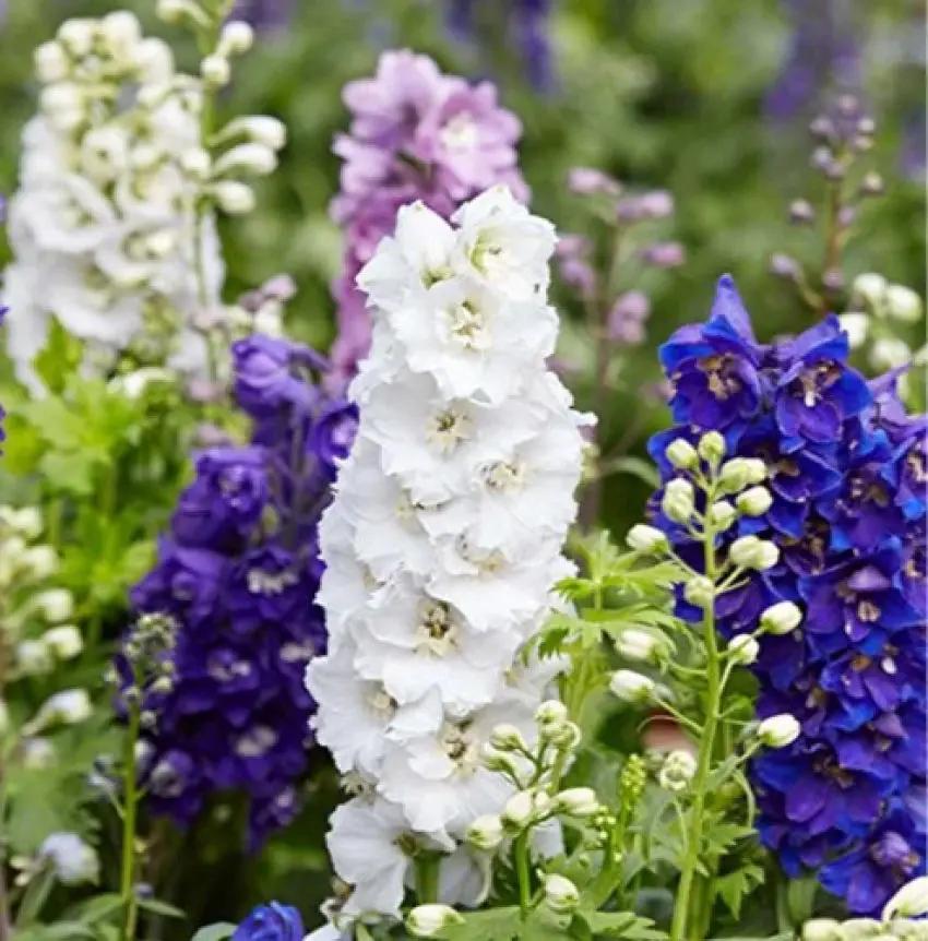 larkspur flower flower seeds