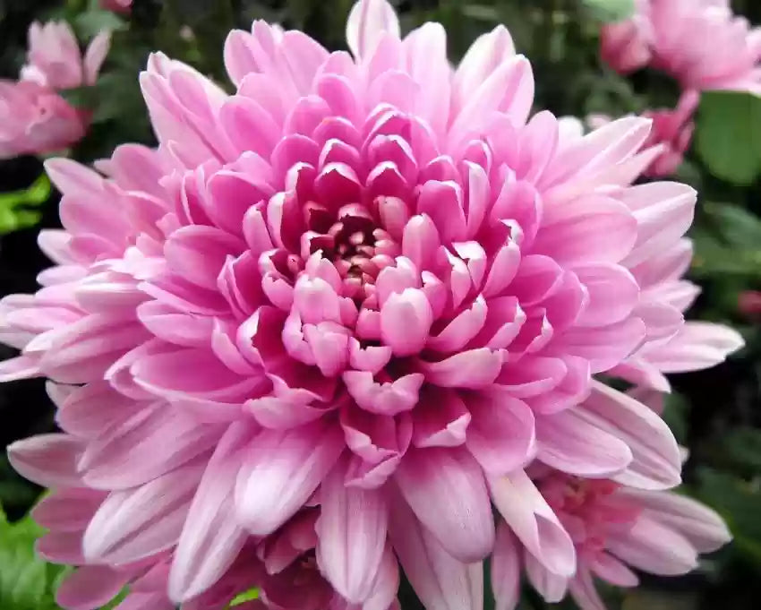 Rare Pink Chrysanthemum Flower Seeds for Planting - 100 pcs