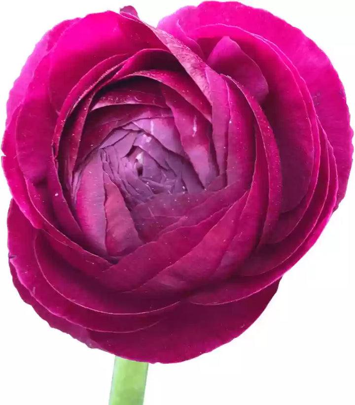 Dark Pink Ranunculus Flower Seeds for Planting – Heirloom, Non-GMO, High Germination Organic Garden Seeds