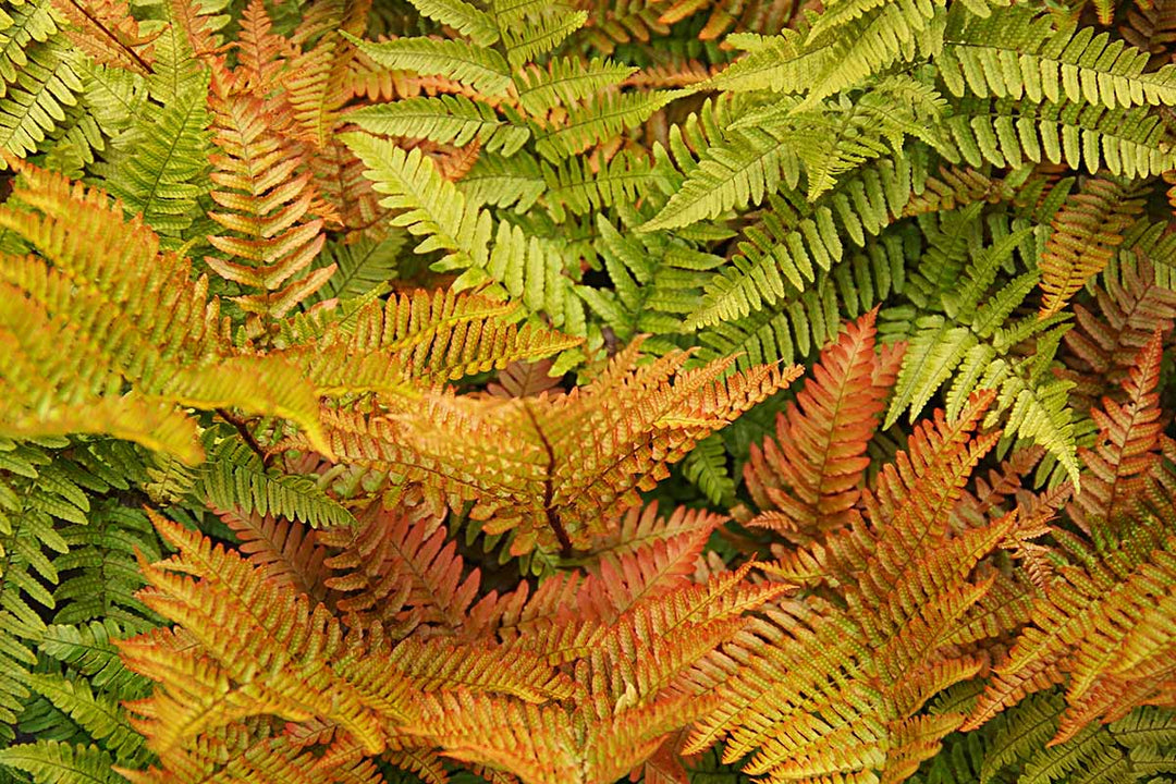 Fern Red Yellow Plant Seeds for Planting 100 pcs