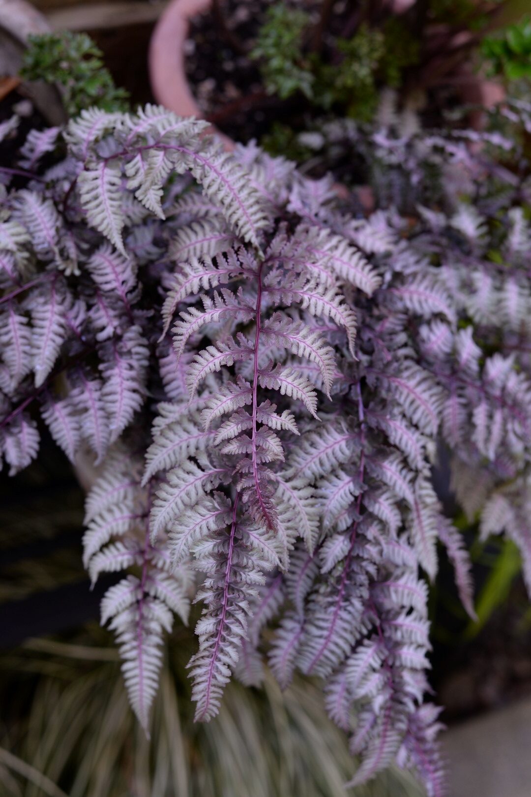 Fern Purple Plant Seeds for Planting 100 pcs