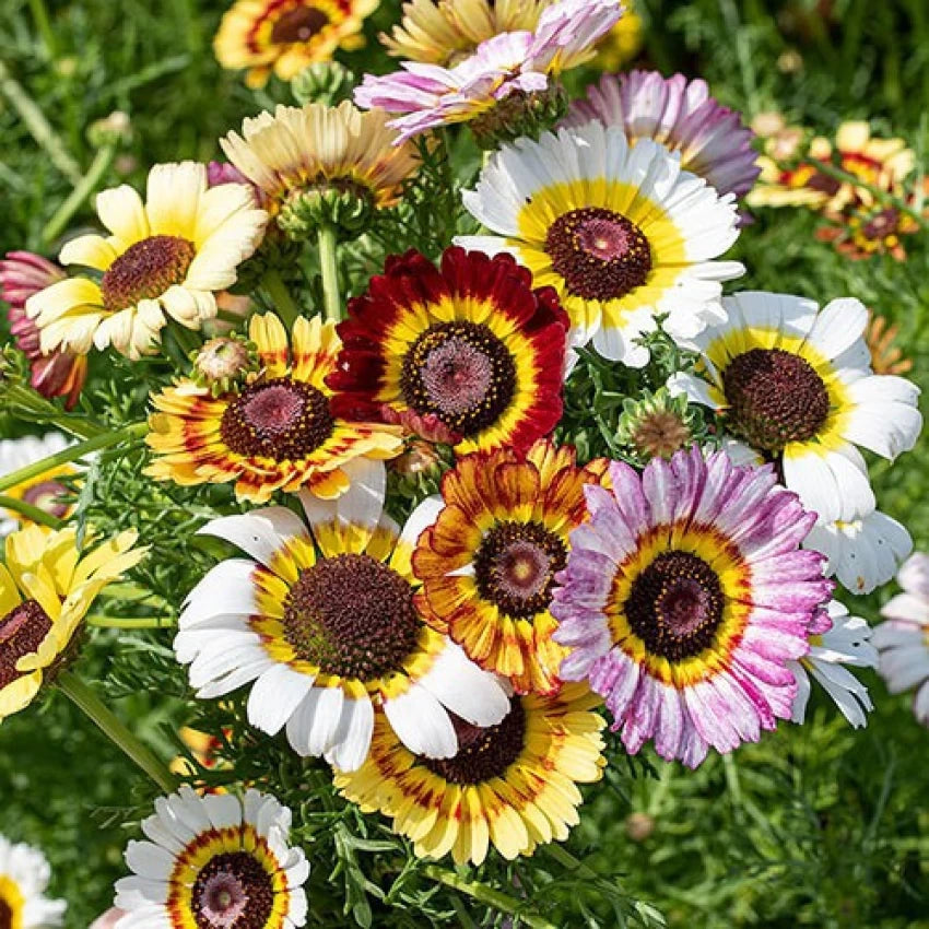 Chrysanthemum Carinatum Heirloom Blomsterfrø Ikke-GMO