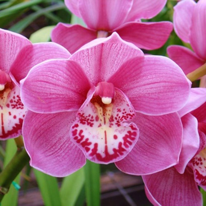 Pink White Phalaenopsis Orkidé Blomsterfrø til udplantning 100 stk