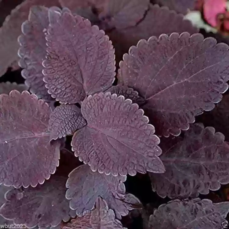 Coleus Plant Seeds Black for Planting - 100 pcs