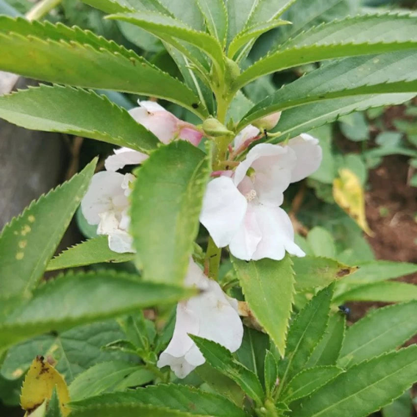 White Balsam Camellia Flower Seeds - 100 pcs