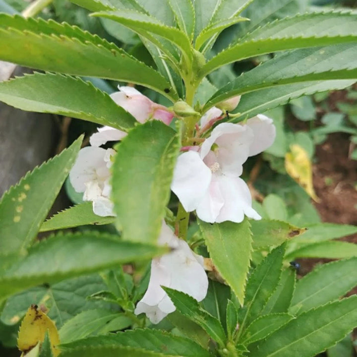 Hvid Balsam Camellia Blomsterfrø - 100 stk