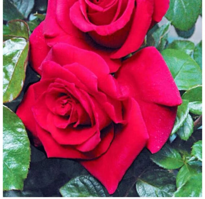 Rose Flower Seeds for Planting Pink 100 pcs