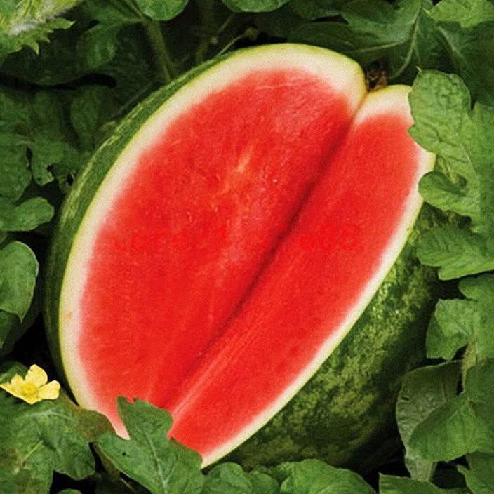 Seedless Watermelon Fruit Seeds for Planting – Non-GMO, High Yield Hybrid Melons for Home & Commercial Gardens