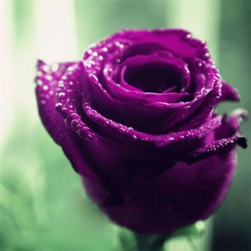 Rose Flower Seeds for Planting - Purple 100 pcs