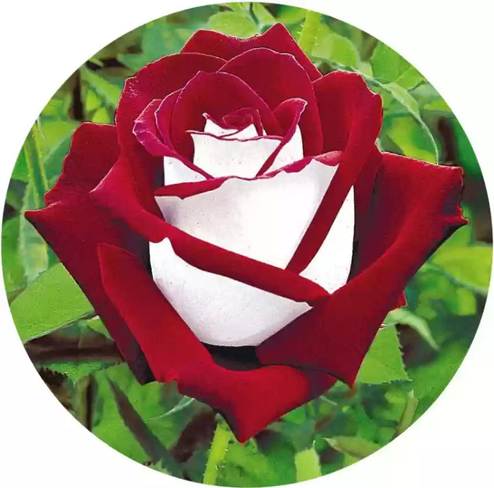 Futaba Osiria Ruby Rose Flower Seeds for Planting, Red & White, 100 pcs