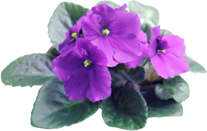 African Violet Flower Seeds for Planting - 100 pcs