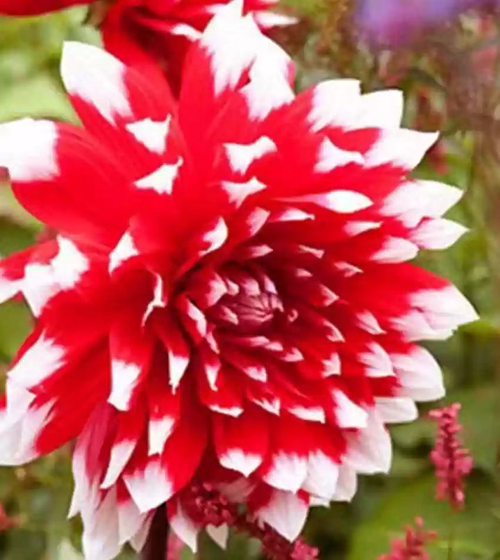 Dahlia Flower Seeds for Planting - White & Red 100 pcs