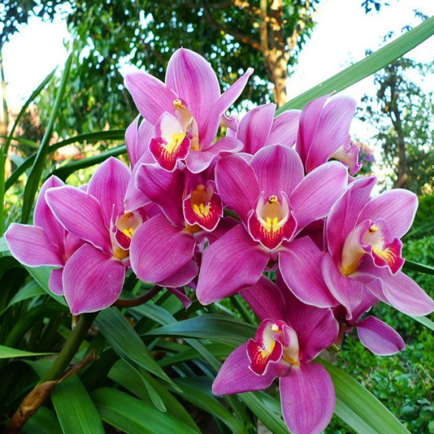 Pale Pink Phalaenopsis Orchid Flower Seeds for Planting 100 pcs