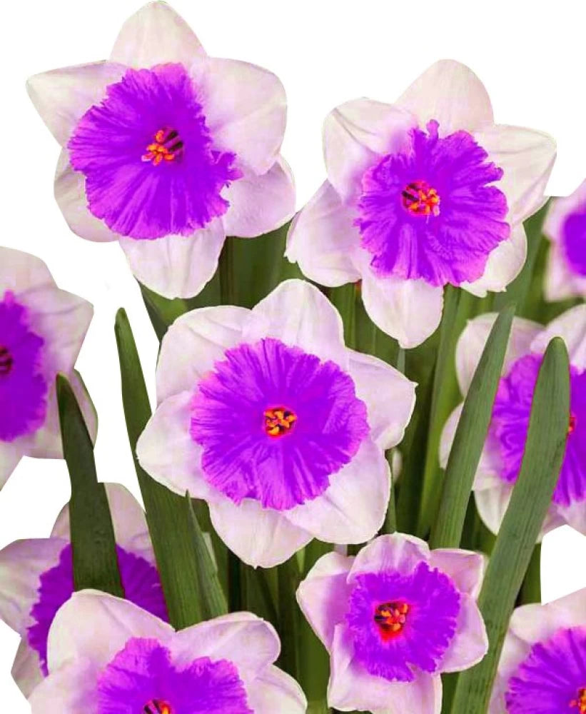 nema double flower seeds