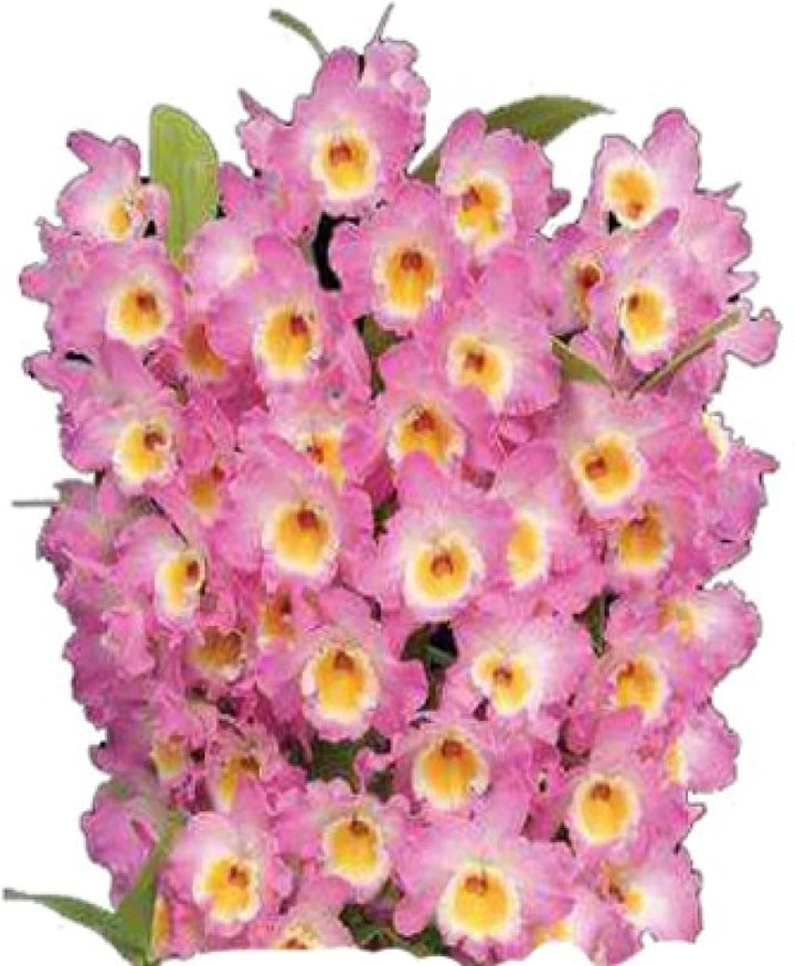 Dendrobium Orchids Pink Flower Seeds for Planting 100 pcs