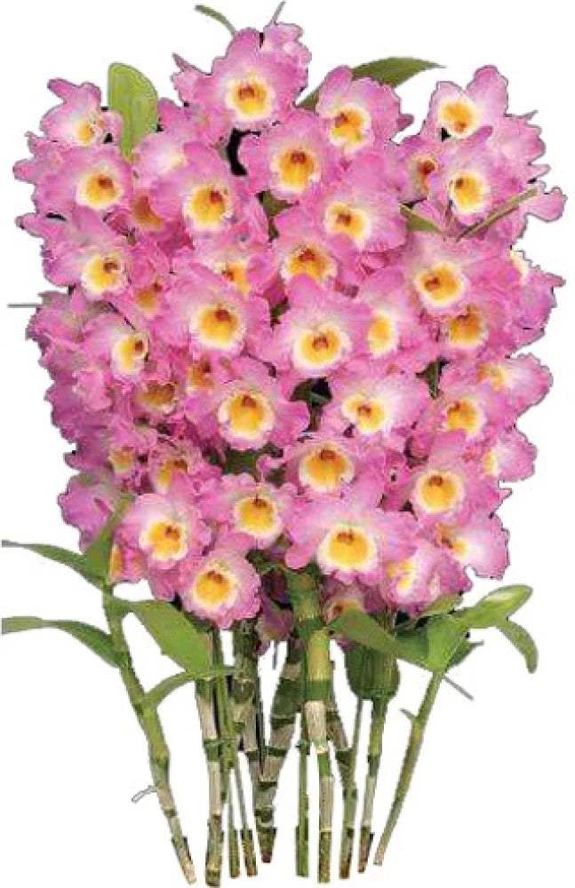 Dendrobium Orchids Pink Flower Seeds for Planting 100 pcs