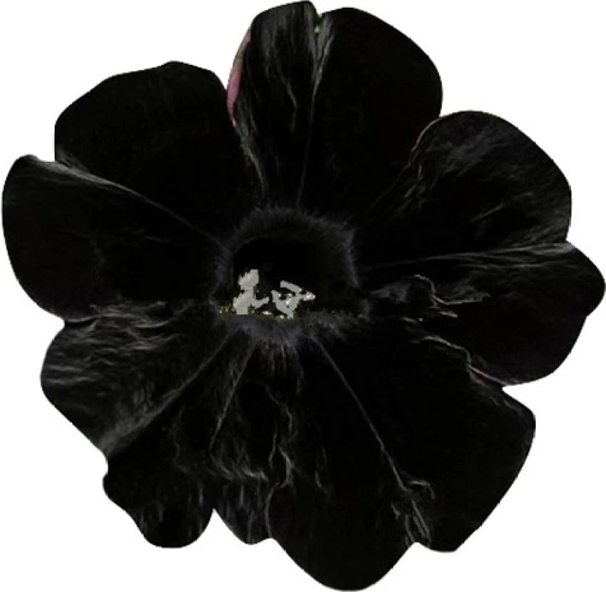 Black Velvet Petunia Flower Seeds for Planting - Heirloom, NON-GMO, Easy to Grow Garden Blooms