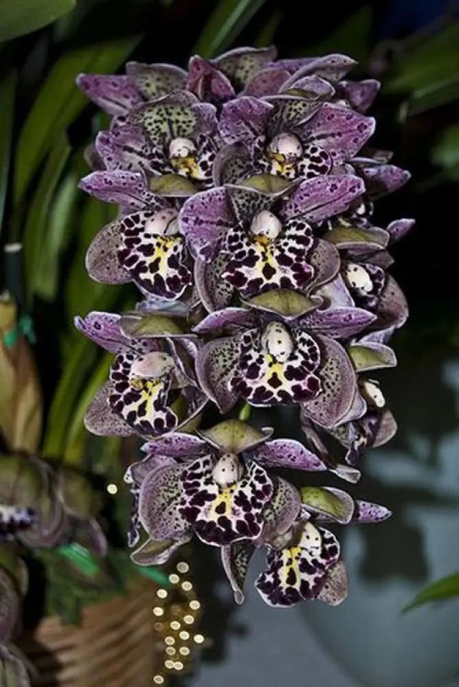 purple cymbidium flower seeds