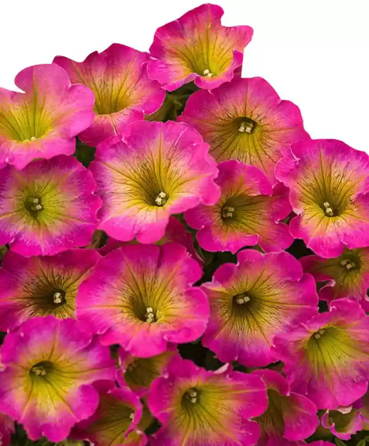Pink & Yellow Petunia Flower Seeds for Planting – Heirloom, Non-GMO, High Germination Organic Garden Seeds