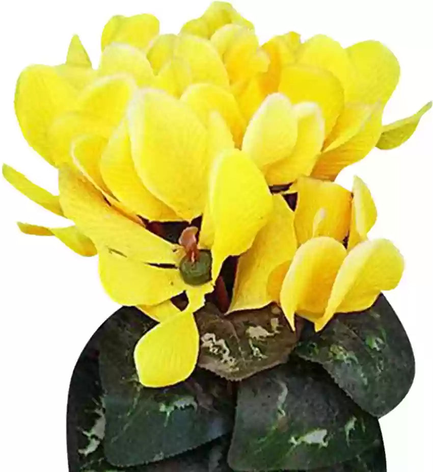 Light Yellow Cyclamen Flower Seeds for Planting – 100 pcs