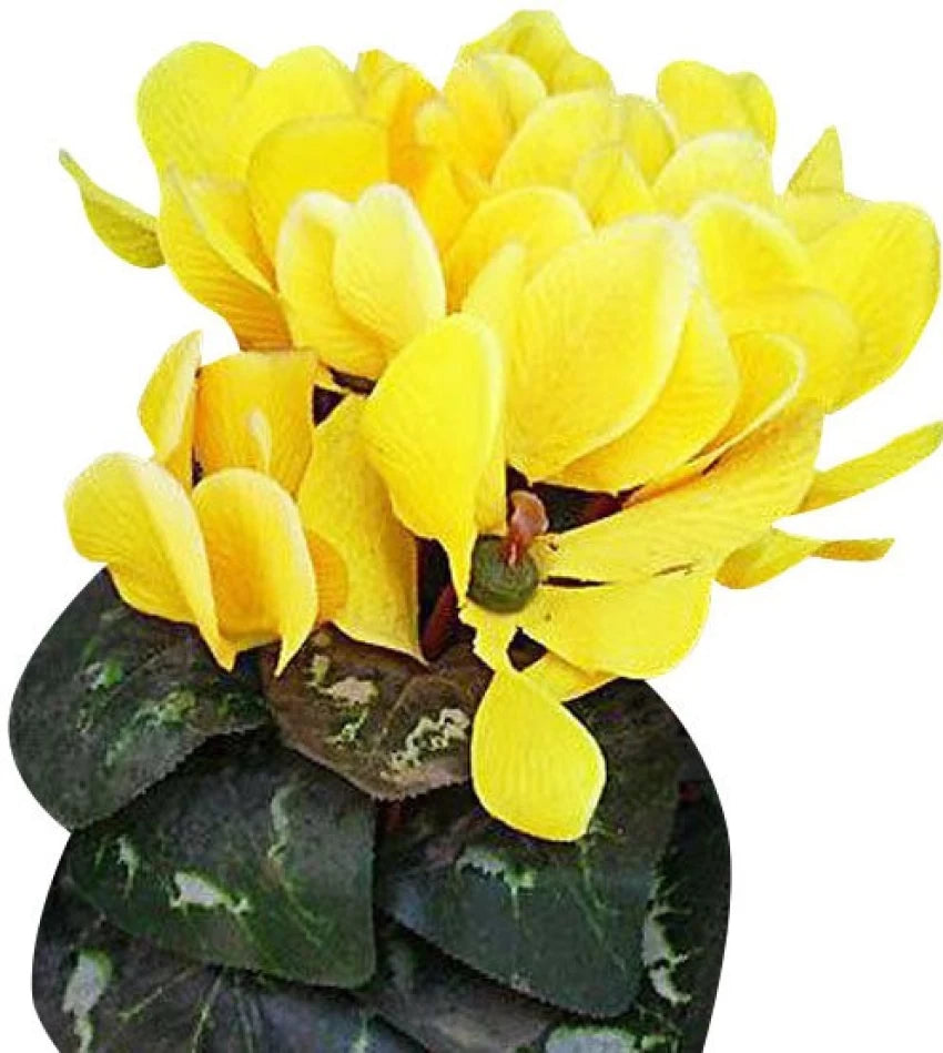 Light Yellow Cyclamen Flower Seeds for Planting – 100 pcs