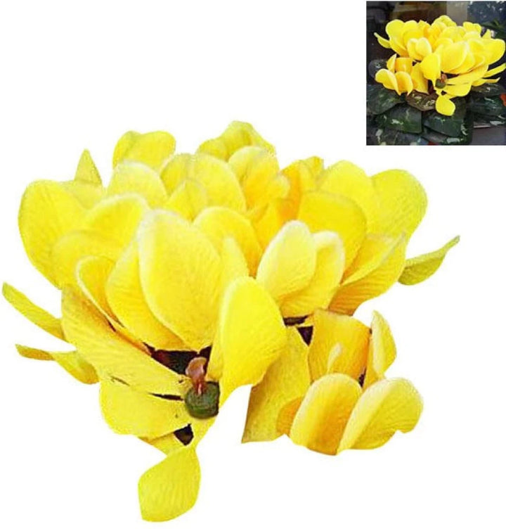 Light Yellow Cyclamen Flower Seeds for Planting – 100 pcs