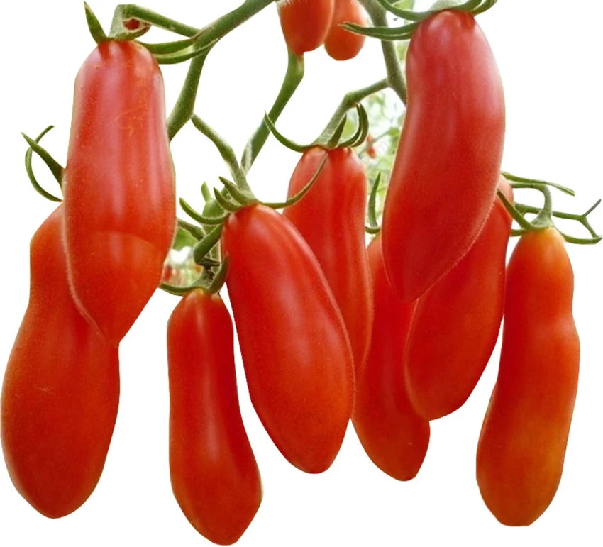 Red Banana Tomato Seeds for Planting - 100 pcs