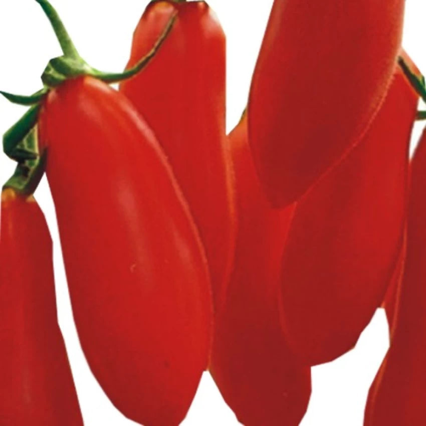 Red Banana Tomato Seeds for Planting - 100 pcs