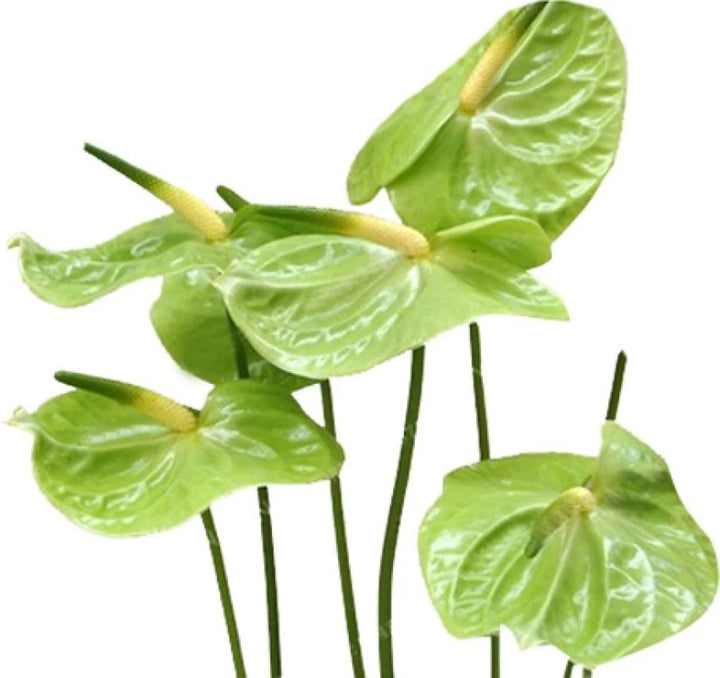 Green Anthurium Plant Seeds for Planting - 100 pcs