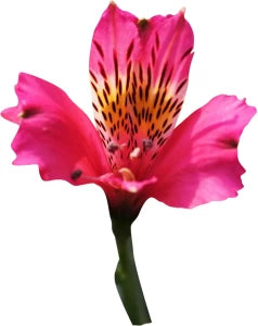 Pink Alstroemeria Flower Seeds for Planting, 100 pcs