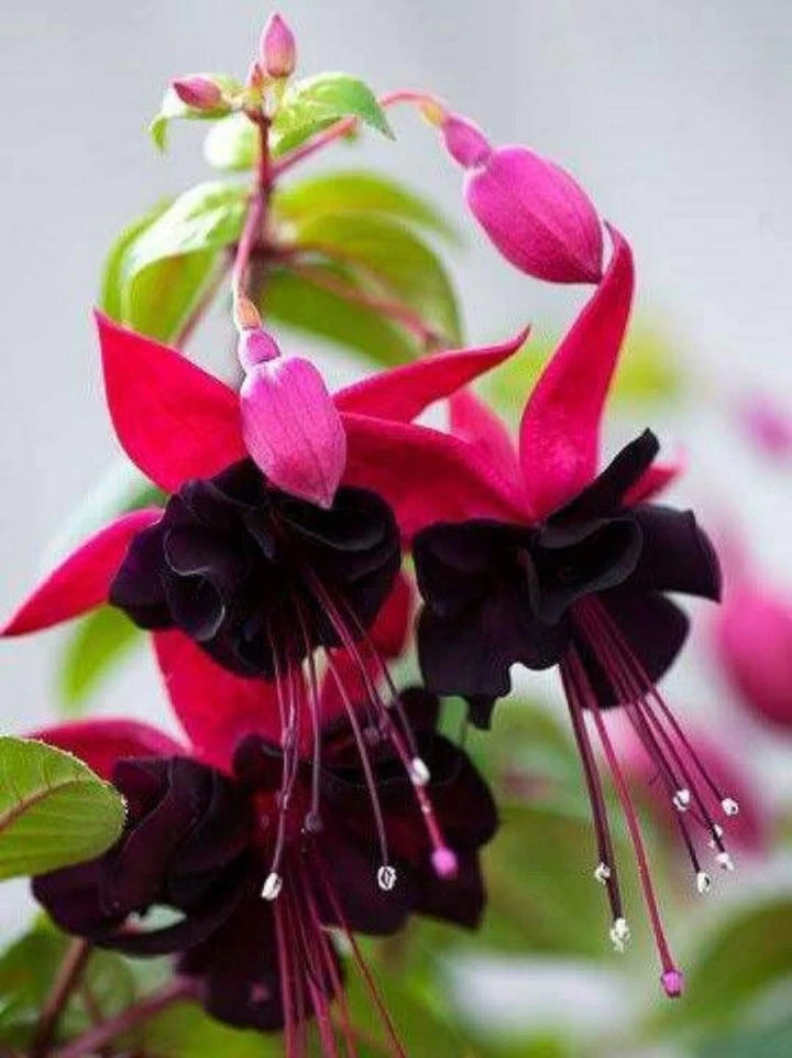 Rød Sort Fuchsia Blomsterfrø 100 stk