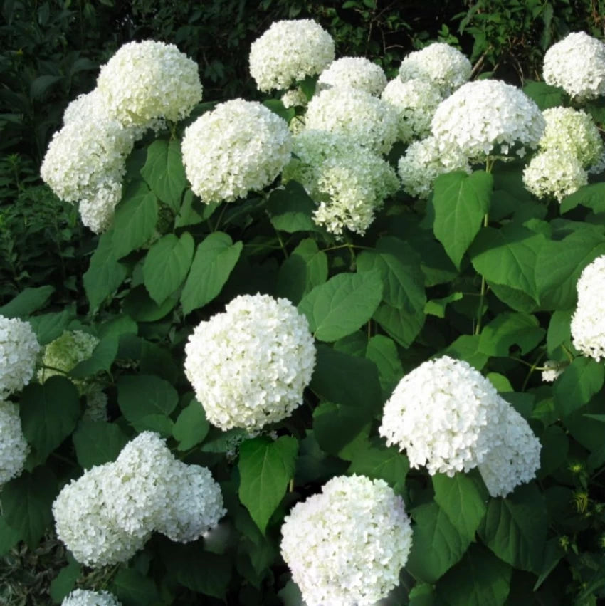 Hortensia Annabelle Blomsterfrø til udplantning 100 stk