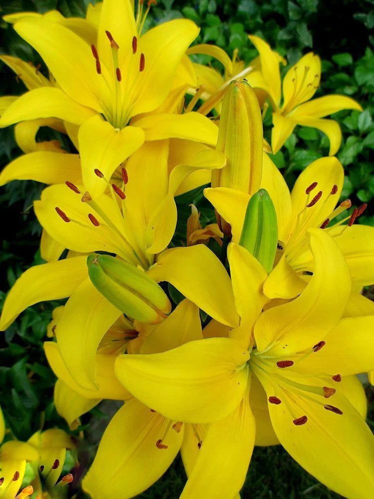 Heirloom Non-GMO Lily Flower Seeds for Planting – Fragrant Perennial Blooms for Garden & Pots