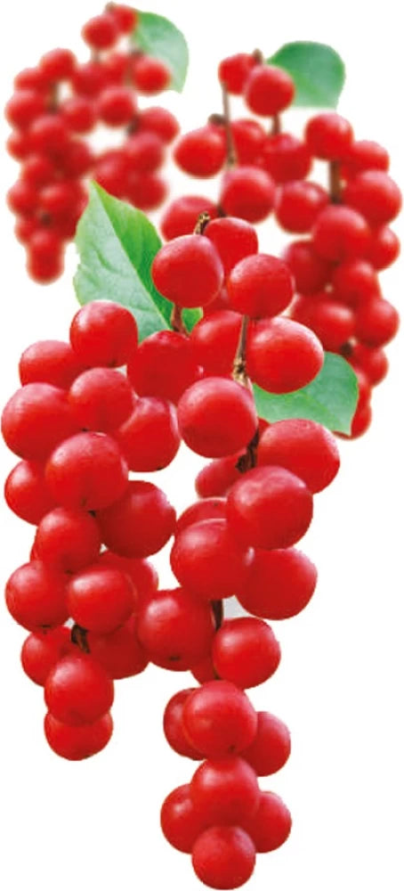 Schisandra Tree Seeds for Unique Fruit with Medicinal Benefits  100 pcs