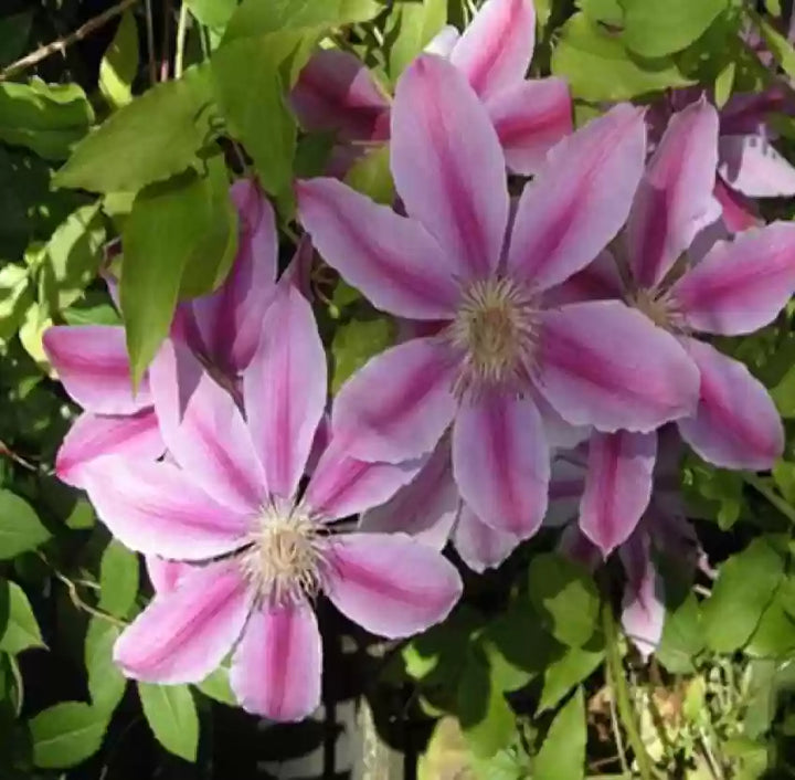 Vibrant Violet Red Clematis Flower Seeds — Non-GMO, Heirloom Quality for Garden Planting