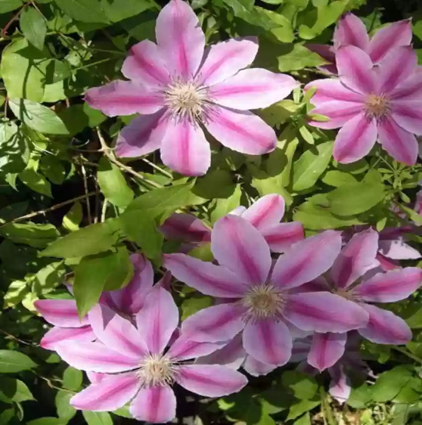 Baby Pink Azalea Flower Seeds for Planting - 100 pcs