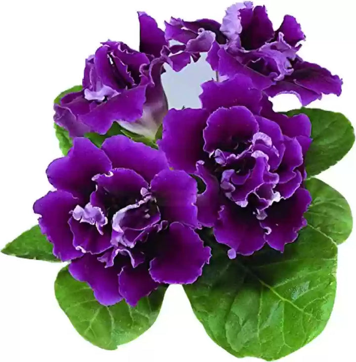 Geranium Violet Flower Seeds for Planting 100 pcs