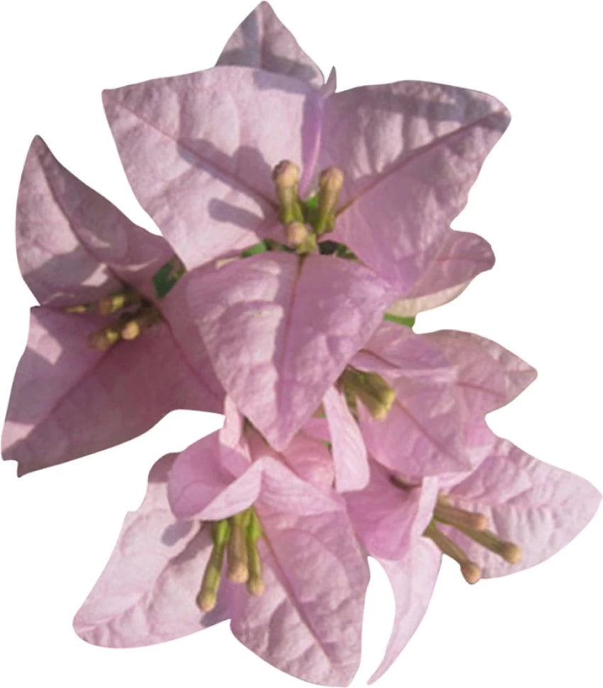 Friske Bougainvillea Blomsterfrø til udplantning, Baby Pink 100 stk