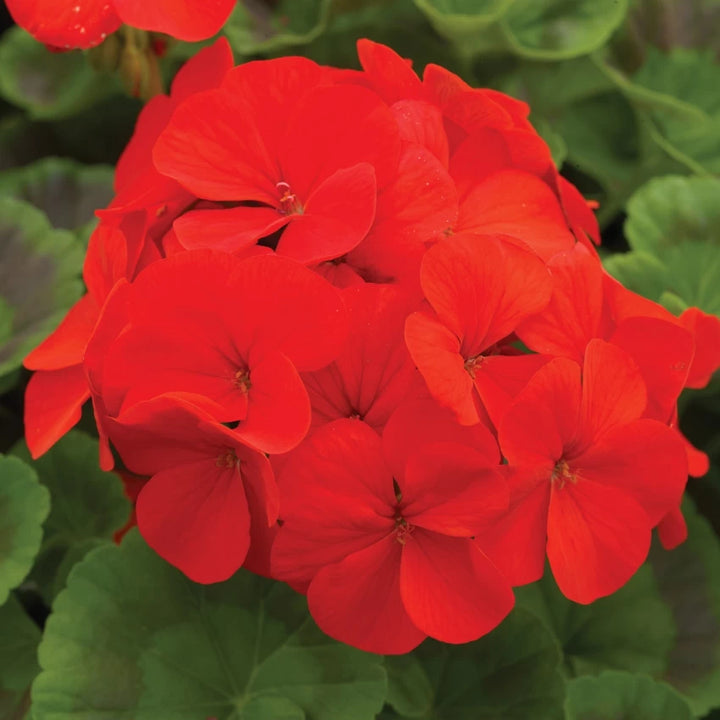 Geranium Blomsterfrø til Plantning Mørk Orange 100 stk