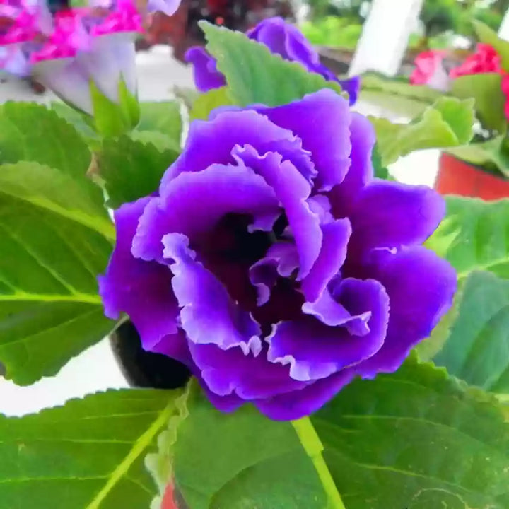 Blå Gloxinia blomsterfrø til udplantning, 100 stk