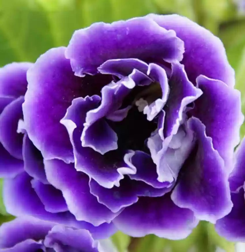 Friske brasilianske Gloxinia blomsterfrø til udplantning, hvid viol 100 stk