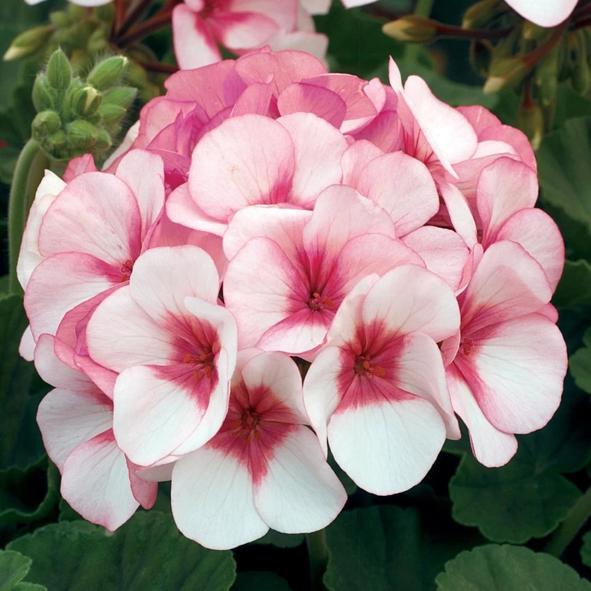 Fresh Geranium Flower Seeds for Planting, Light Pink 100 pcs