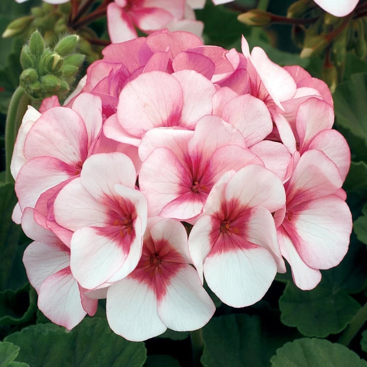 Friske Geranium Blomsterfrø til Plantning, Lyserød 100 stk