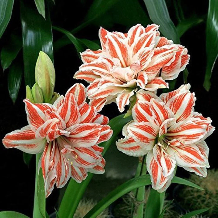 Amaryllis White Orange Flower Seeds for Planting 100 pcs