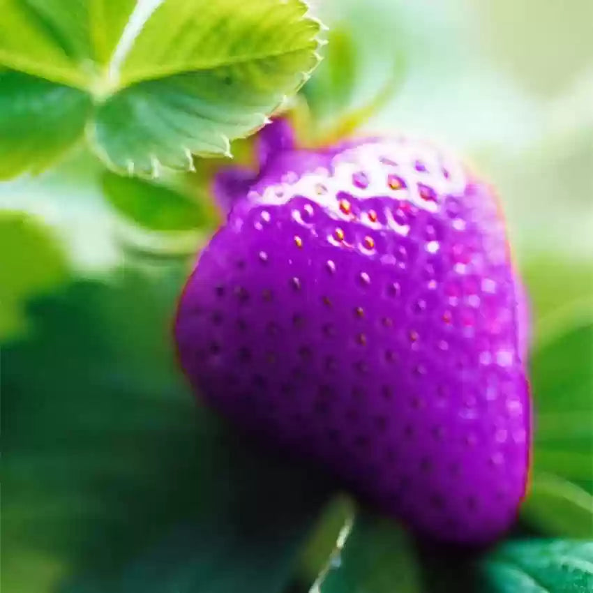 Purple Strawberry Fruit Seeds for Unique Berry Varieties