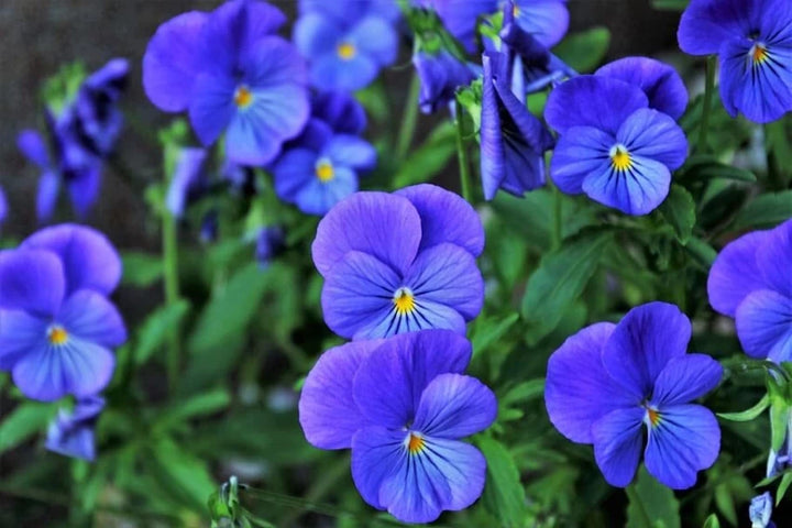 Friske Stedmoderblomst Blomsterfrø til Plantning, Blå 100 stk