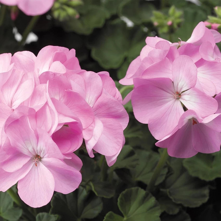 Friske Geranium Blomsterfrø til Plantning, Pink 100 stk