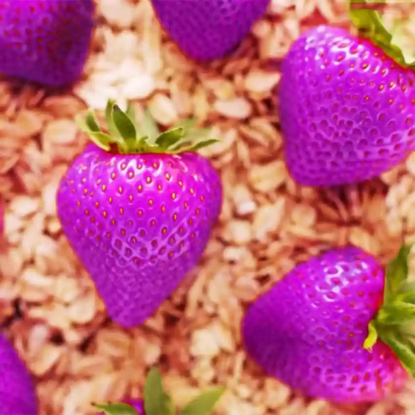 Purple Strawberry Fruit Seeds for Unique Berry Varieties