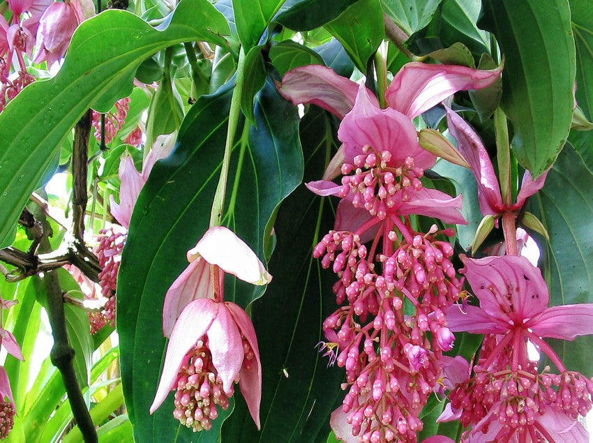 pink medinilla flower seeds