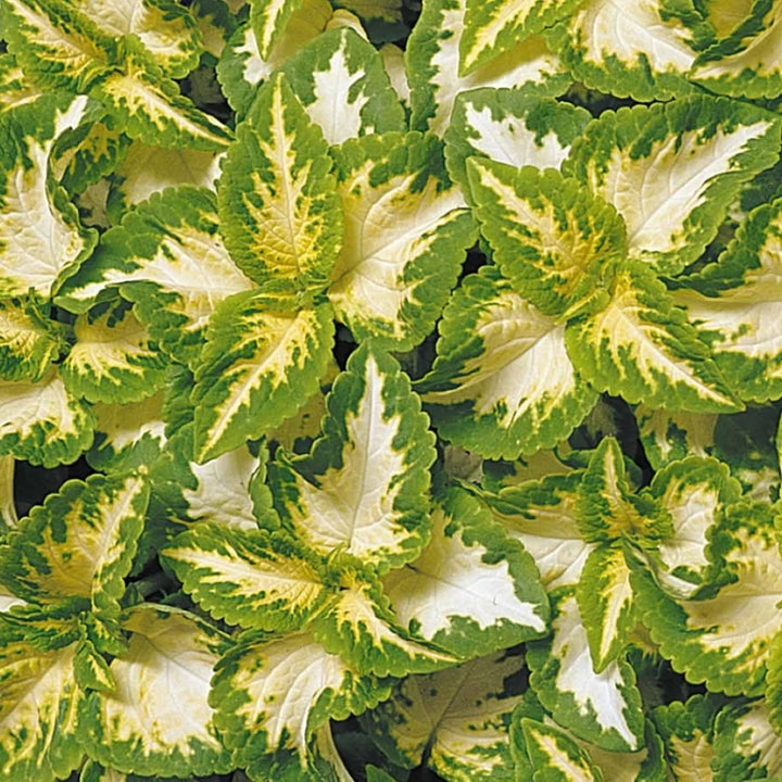 Grøn Hvid Coleus Plantefrø til udplantning – 100 stk